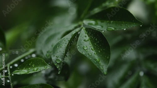 Rain drop
