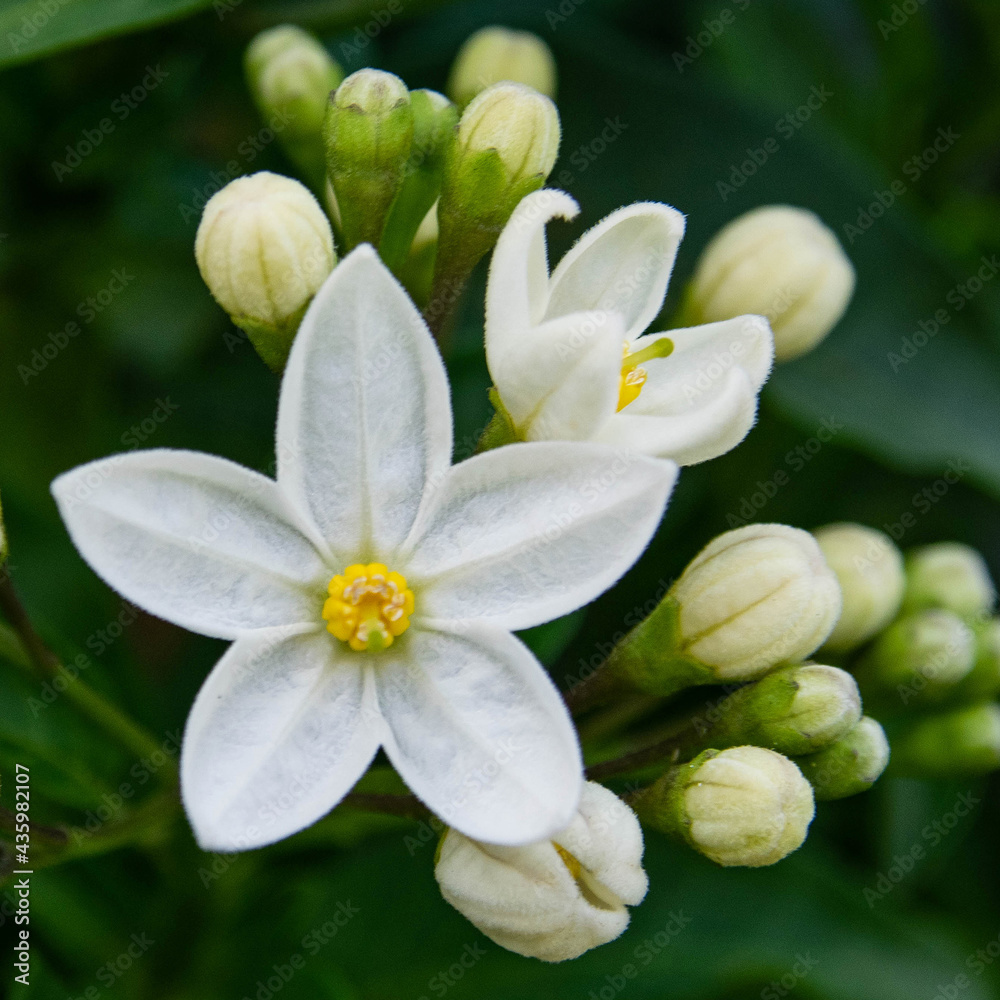 Fototapeta premium Jasmin