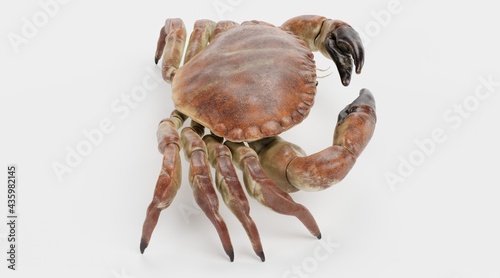 Realistic 3D Render of Edible Crab