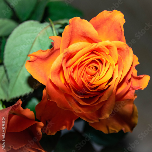 Rose Orange