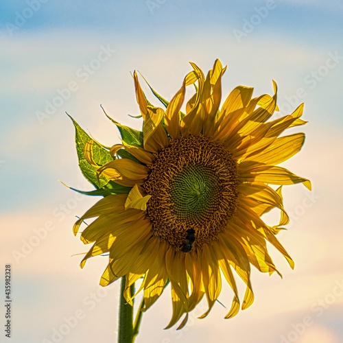 Sonnenblume