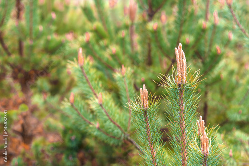 Fresh pine buds in spring.