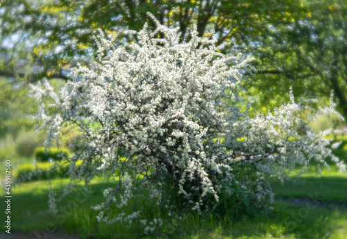 Ringve botanical garden. Tree with white flowers, dreamy effect caused by Lensbaby Velvet 56. photo