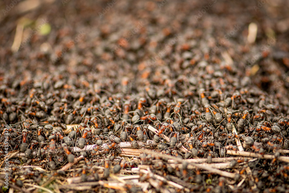 Big anthill and nest of formica rufa, also known as the red wood ant, southern wood ant, or horse ant, close up Big anthill and nest of formica rufa, also known as the red wood ant, southern wood ant, or horse ant, close up