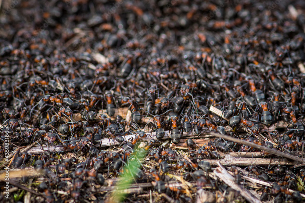 Big anthill and nest of formica rufa, also known as the red wood ant, southern wood ant, or horse ant, close up Big anthill and nest of formica rufa, also known as the red wood ant, southern wood ant, or horse ant, close up