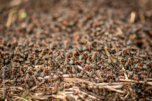 Big anthill and nest of formica rufa, also known as the red wood ant, southern wood ant, or horse ant, close up