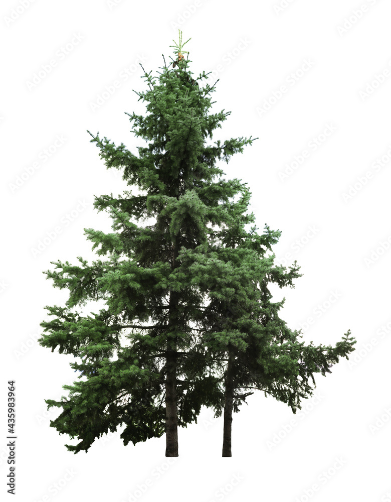 Beautiful evergreen fir trees on white background