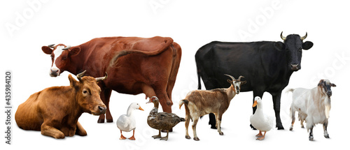 Fototapeta Naklejka Na Ścianę i Meble -  Group of different farm animals on white background. Banner design