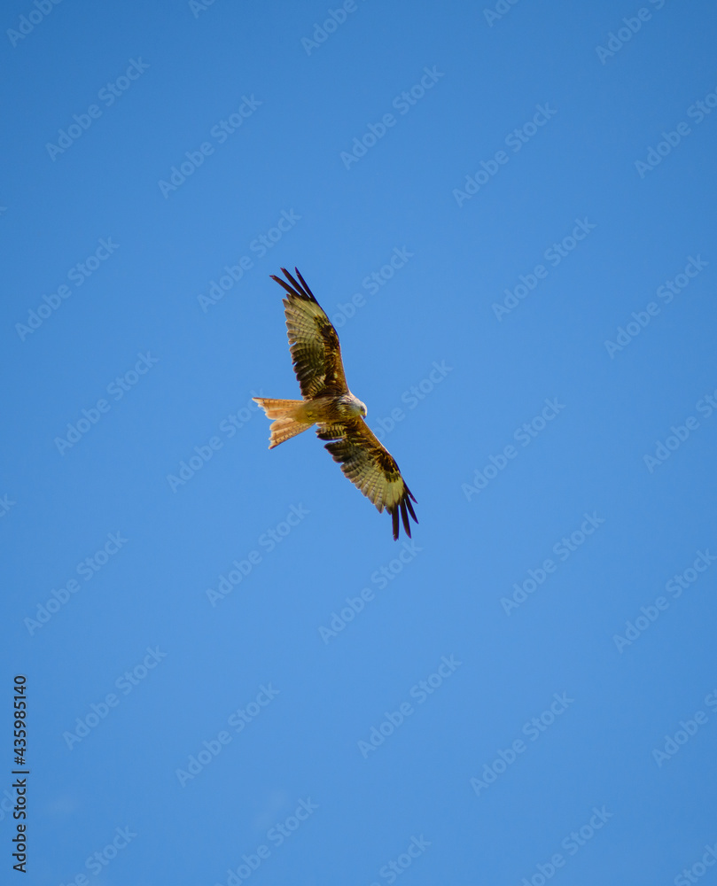 Fototapeta premium buzzard in flight