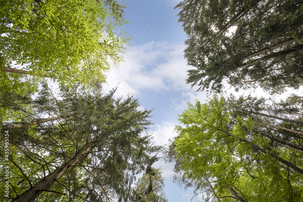 Obraz premium trees in the sky