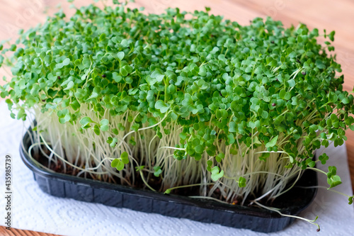 Microgreen sprouts in a container. Cabbage grows on the windowsill