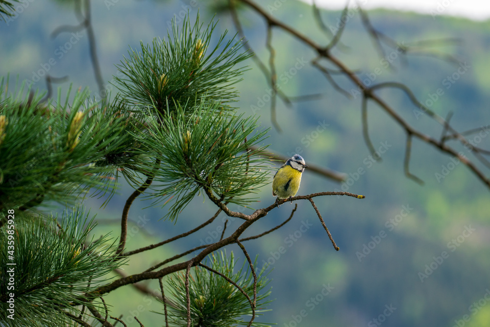 blue tit, cyanistes caeruleus, perched on a twig from a swiss stone pine blue tit, cyanistes caeruleus, perched on a twig from a swiss stone pine