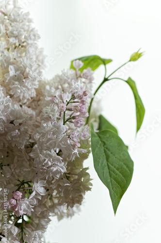 Branch of white blooming lilac flower at white background. Krasavitsa moskvy (Beauty of Moscow) Syringa vulgaris cultivar. photo