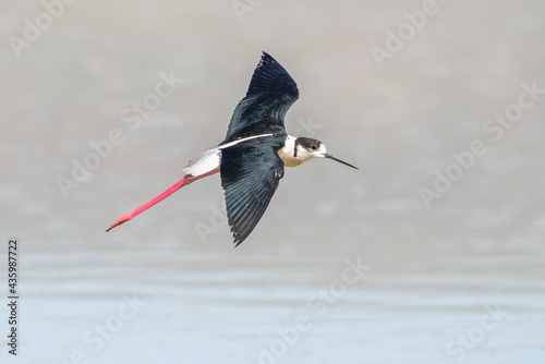 red billed stork photo
