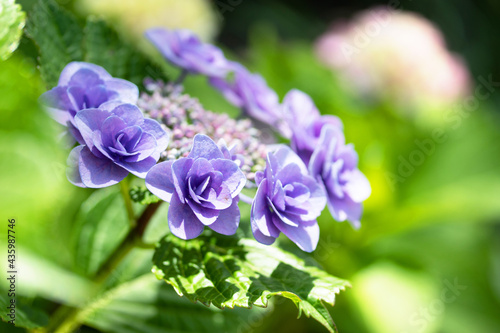 バラのような薄紫の美しいガクアジサイ