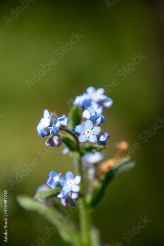 forget me not flowers