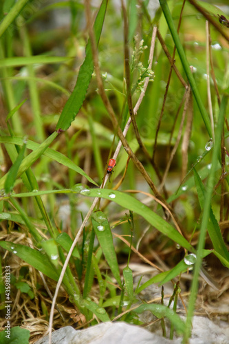 firebug on grass