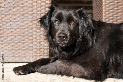 Fototapeta Naklejka Na Ścianę i Meble -  Friendly dog resting in the summer sun.