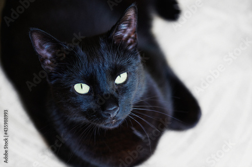 Czarny kot patrzący w obiektyw. Wyraźne zielonkawe oczy, rozmyte tło.