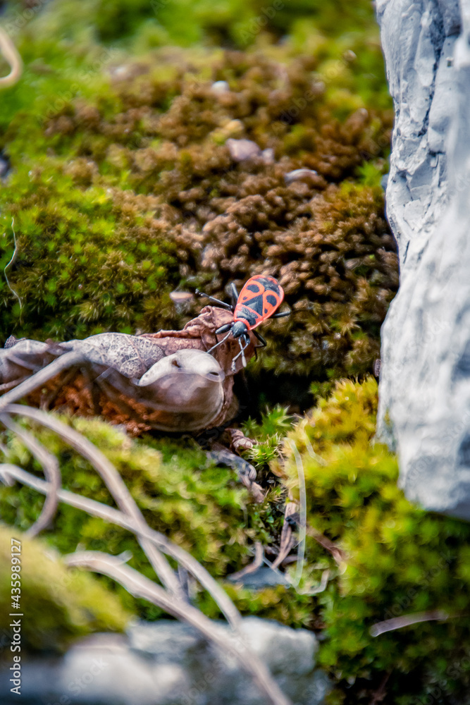 firebug on the rock firebug on the rock