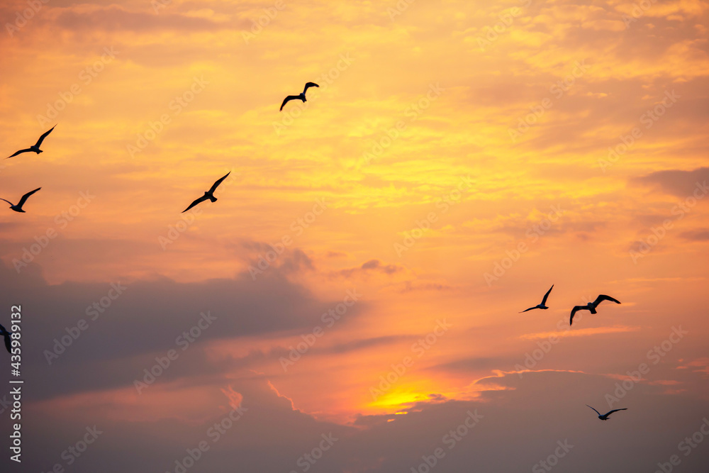 Fototapeta premium Möwen bei Sonnenuntergang