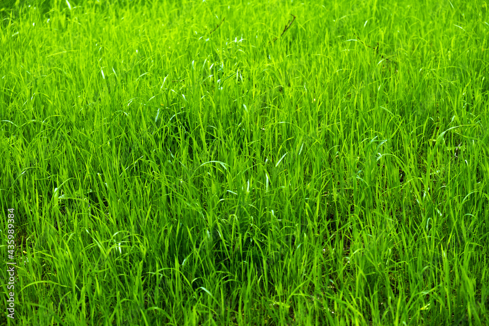 Fototapeta premium green grass texture
