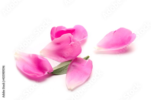 Scattered pink flower petals pile isolated on white background  closeup