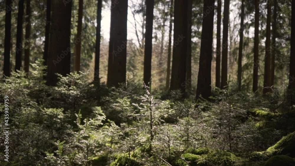 Small tree plants in an enchanted forest with sun shimmer. Small tree plants in an enchanted forest with sun shimmer.