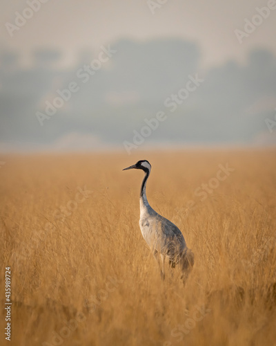 Demoiselle crane or Grus virgo portrait in open grassland or field of Tal Chappar sanctuary rajastan India photo