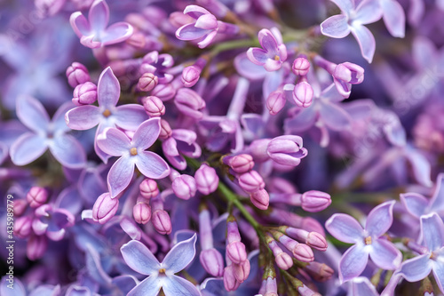 Purple lilac flowers as a background. Flower background 