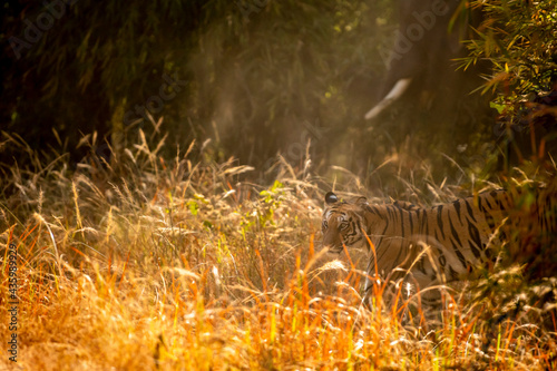 Wild bengal tiger side view in golden glittering winter light at bandhavgarh national park or tiger reserve madhya pradesh india - panthera tigris tigris