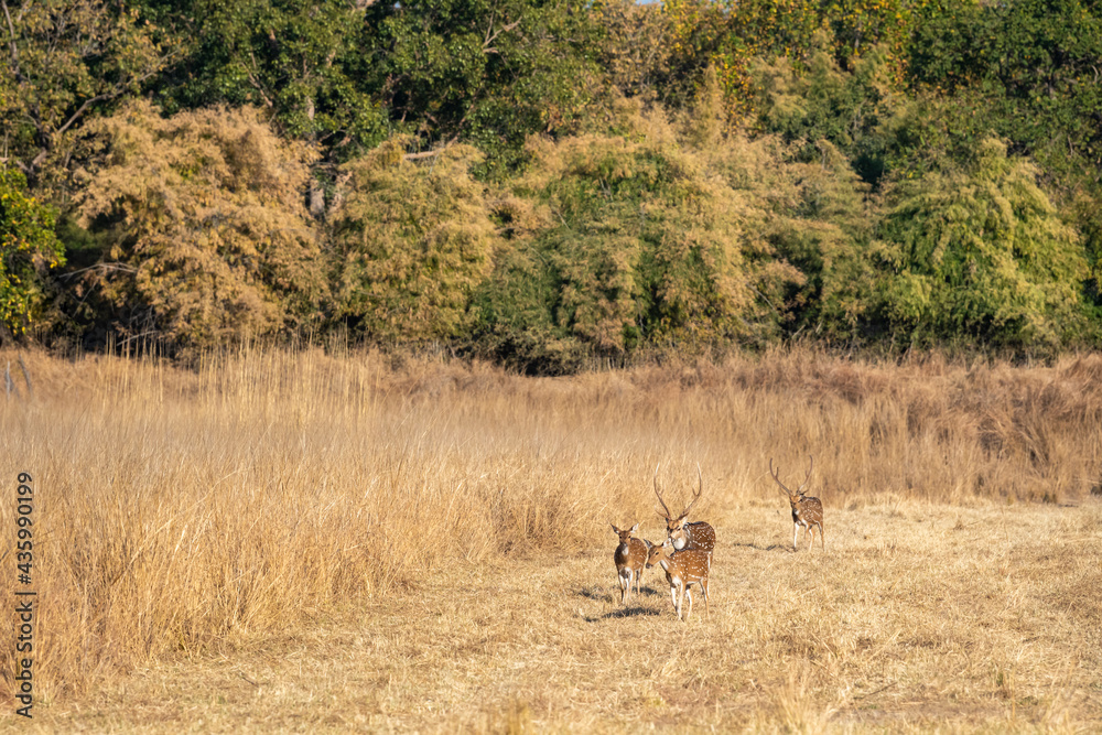 Spotted deer or Chital or axis axis herd or family on move together in open field at bandhavgarh national park or forest reserve madhya pradesh India Spotted deer or Chital or axis axis herd or family on move together in open field at bandhavgarh national park or forest reserve madhya pradesh India