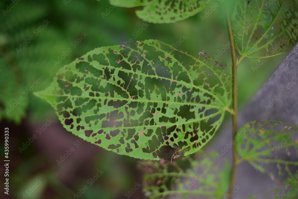 Close up green plants in nature. Close up green plants in nature.