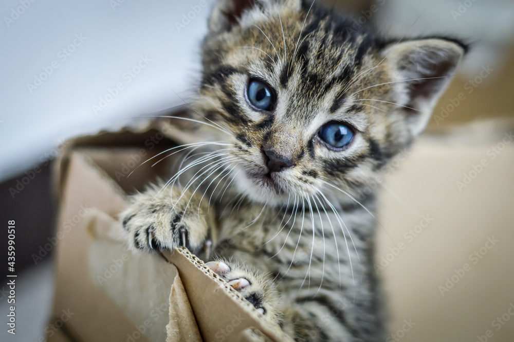 Obraz premium portrait of a one month old striped kitten leaning with one paw on the edge of the cardboard box, shallow depth focus