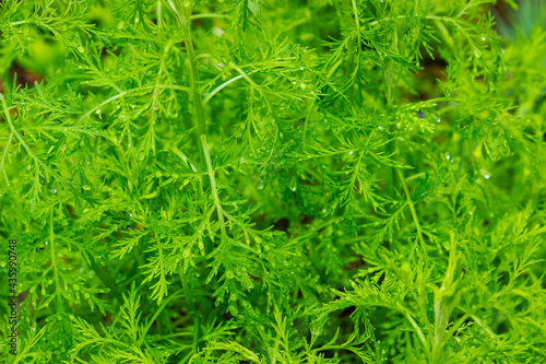 Green juicy grass close-up. Background of green young grass. Green grass background. Young growing rice. Top view.