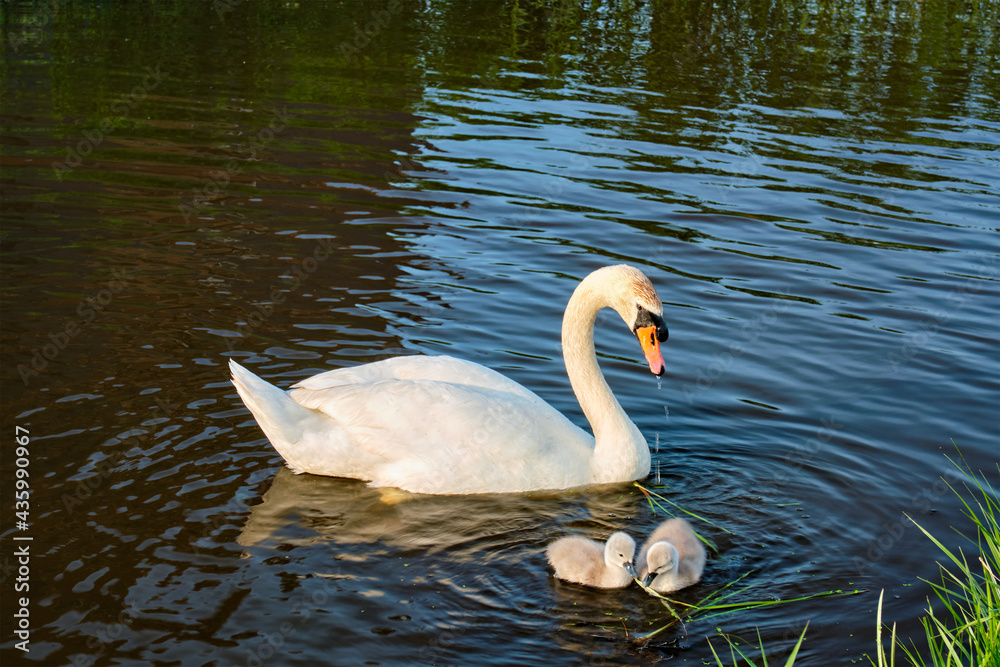 Fototapeta premium Swan with little swans