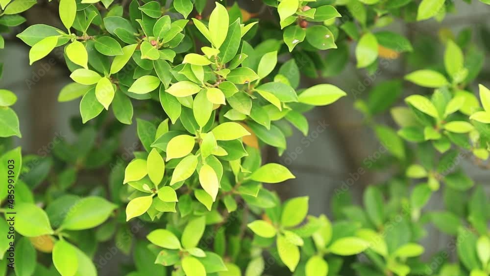 Close up background view of leaves (green, colorful, black) according to the direction of light and growth, natural beauty, wallpaper of planted trees planted in the garden or home interior, shelter Close up background view of leaves (green, colorful, black) according to the direction of light and growth, natural beauty, wallpaper of planted trees planted in the garden or home interior, shelter
