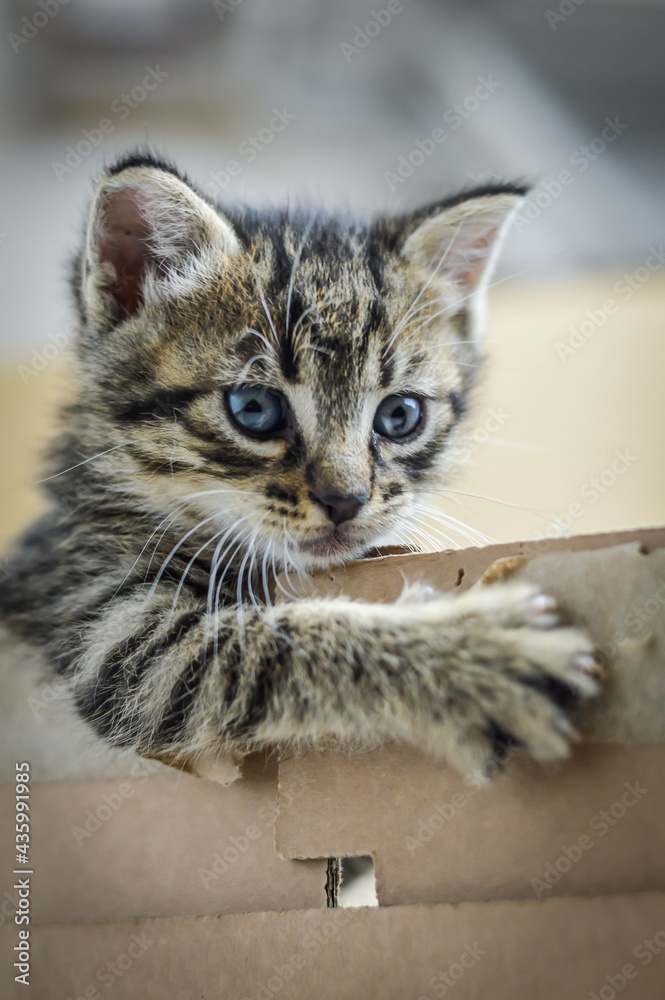 portrait of a one month old striped kitten leaning with one paw on the edge of the cardboard box, shallow depth focus portrait of a one month old striped kitten leaning with one paw on the edge of the cardboard box, shallow depth focus