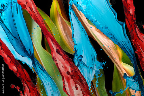 splash of colored water on a black background, blue and red colors, fresh foliage on the background.
