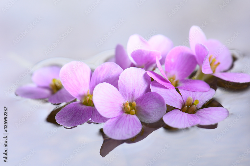 small flowers on the water surface, pink petals reflected in the water. small flowers on the water surface, pink petals reflected in the water.