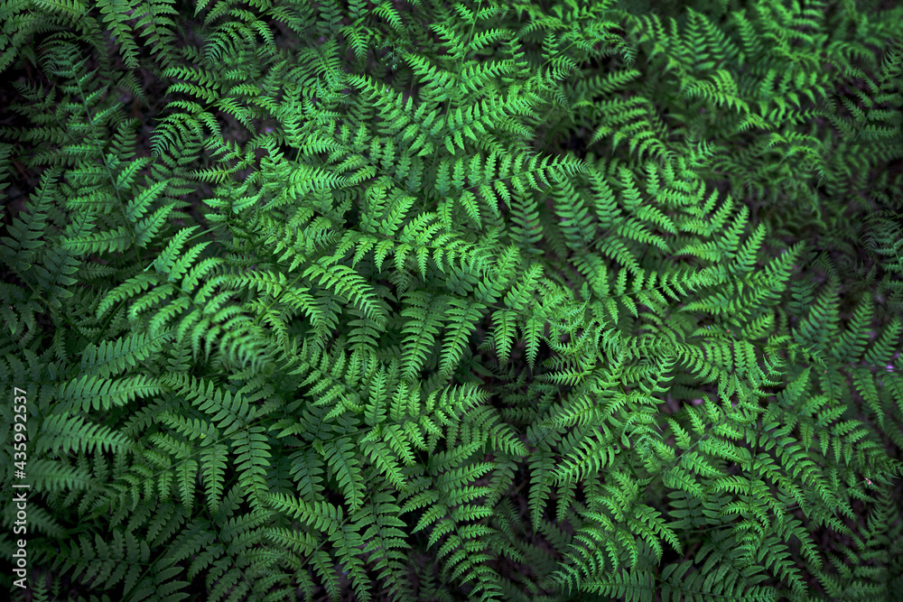 Fern with green leaves background