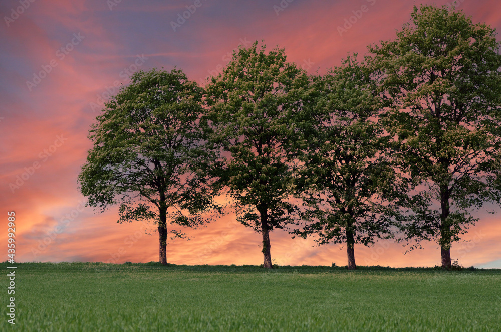 Vier Laubbäume vor dramatischem rosa Himmel Vier Laubbäume vor dramatischem rosa Himmel