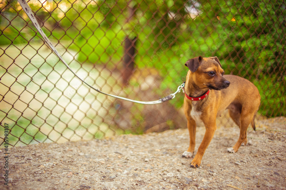 Small brown dog terrier with a collar on a leash tied to the fence