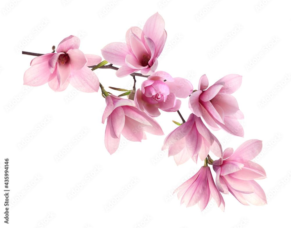 Beautiful pink magnolia flowers on white background