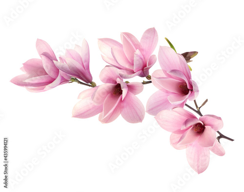 Fototapeta Naklejka Na Ścianę i Meble -  Beautiful pink magnolia flowers on white background