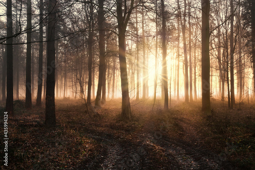 Winter forest with dawn light and mist © mreco