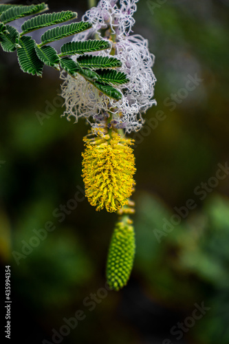 Flower in Yellow color with green background