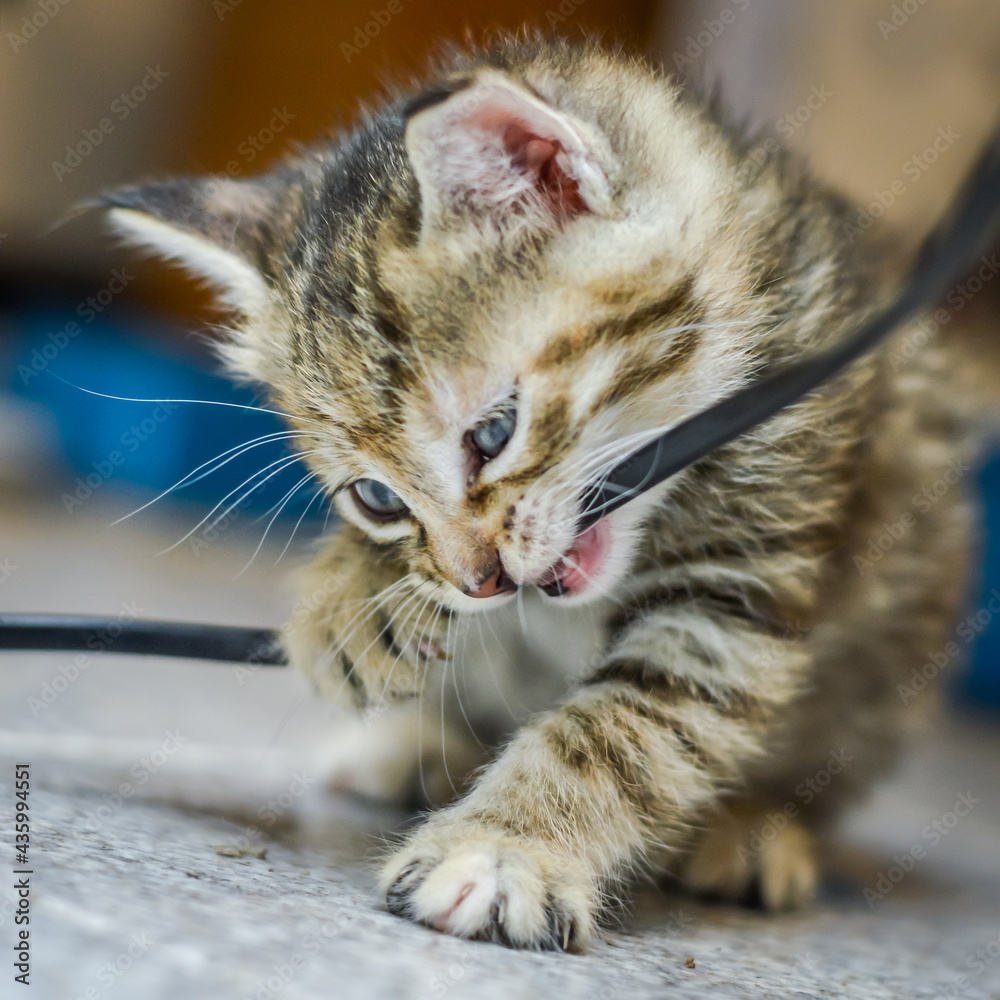 Fototapeta premium portrait of a striped light brown one month old kitten and blue eyes biting an electrical cable, shallow depth focus