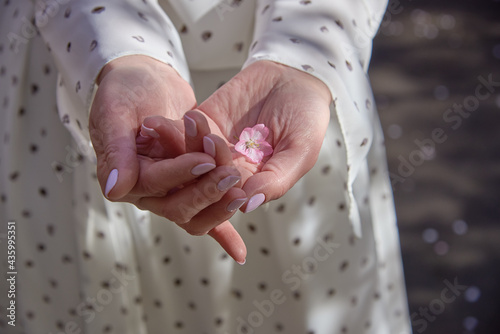 A pink cherry blossom in a woman's hands on the background of a light dress.