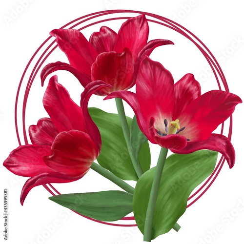 Drawing a bouquet of red open tulips with a round frame on a white background